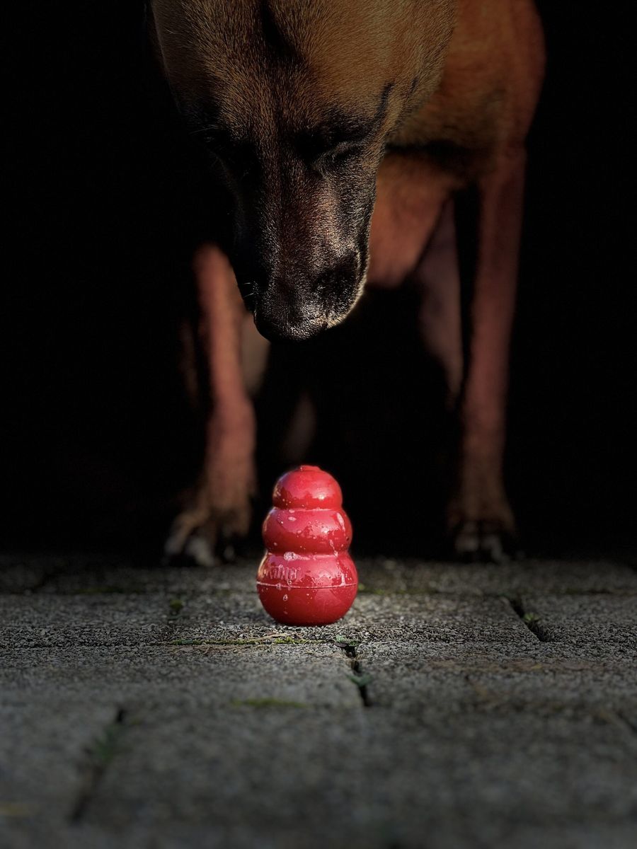 Online Spürhundetraining Kynologic